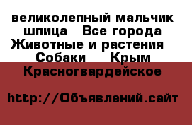 великолепный мальчик шпица - Все города Животные и растения » Собаки   . Крым,Красногвардейское